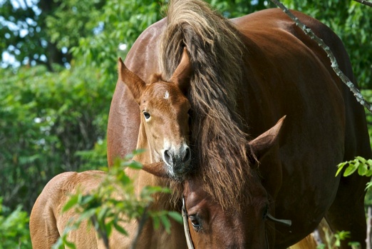 Horses in Need 